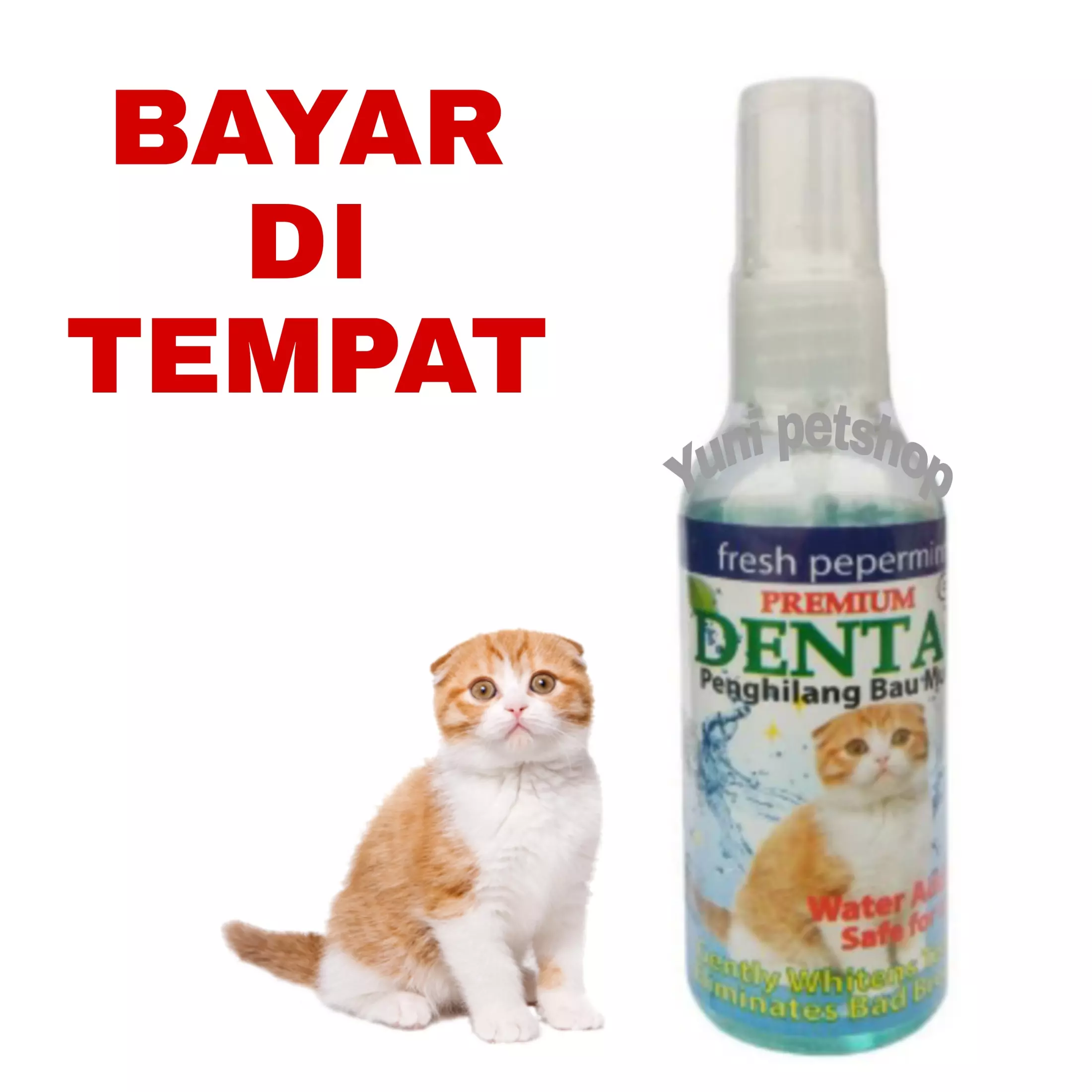 Detail Gambar Mulut Kucing Sariawan Nomer 21