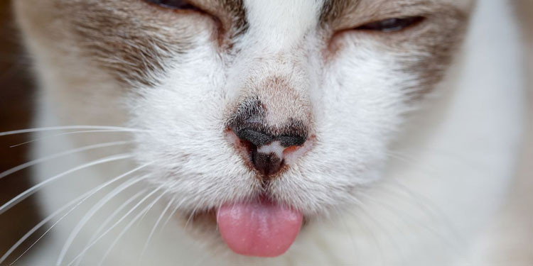 Detail Gambar Mulut Kucing Sariawan Nomer 3