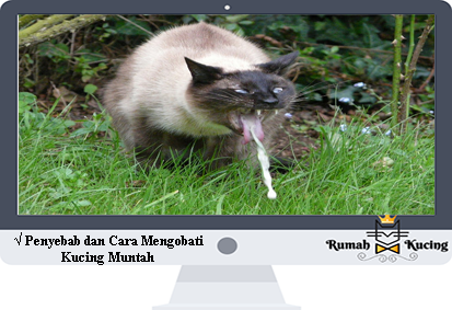 Detail Gambar Muntah Kucing Nomer 12