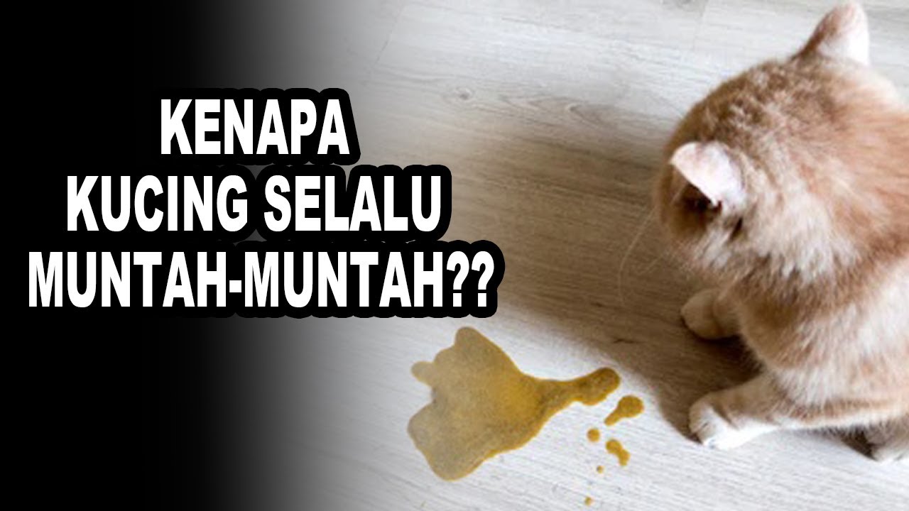 Detail Gambar Muntah Kucing Nomer 43