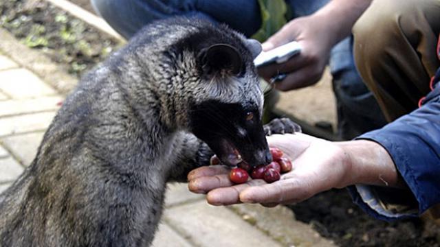 Detail Gambar Musang Bulan Nomer 7