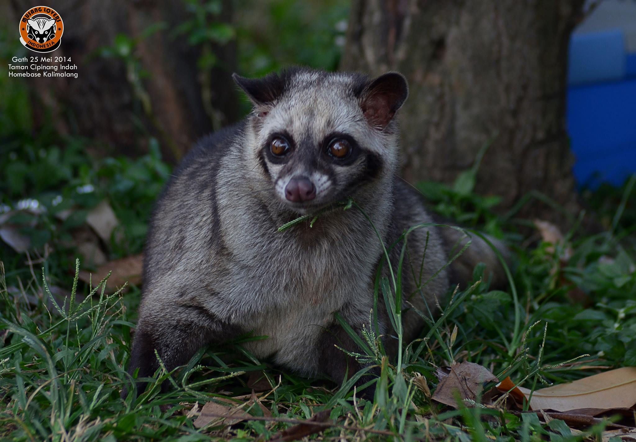 Detail Gambar Musang Pandan Nomer 15