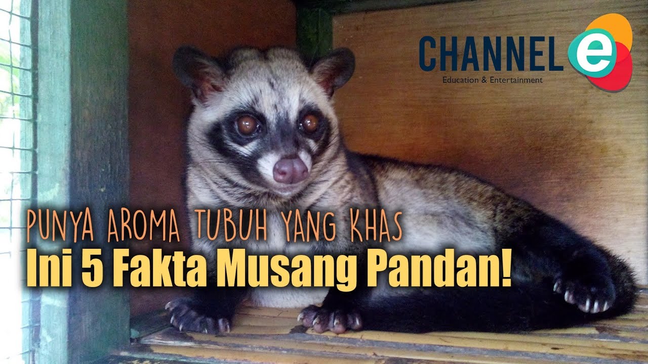 Detail Gambar Musang Pandan Nomer 51