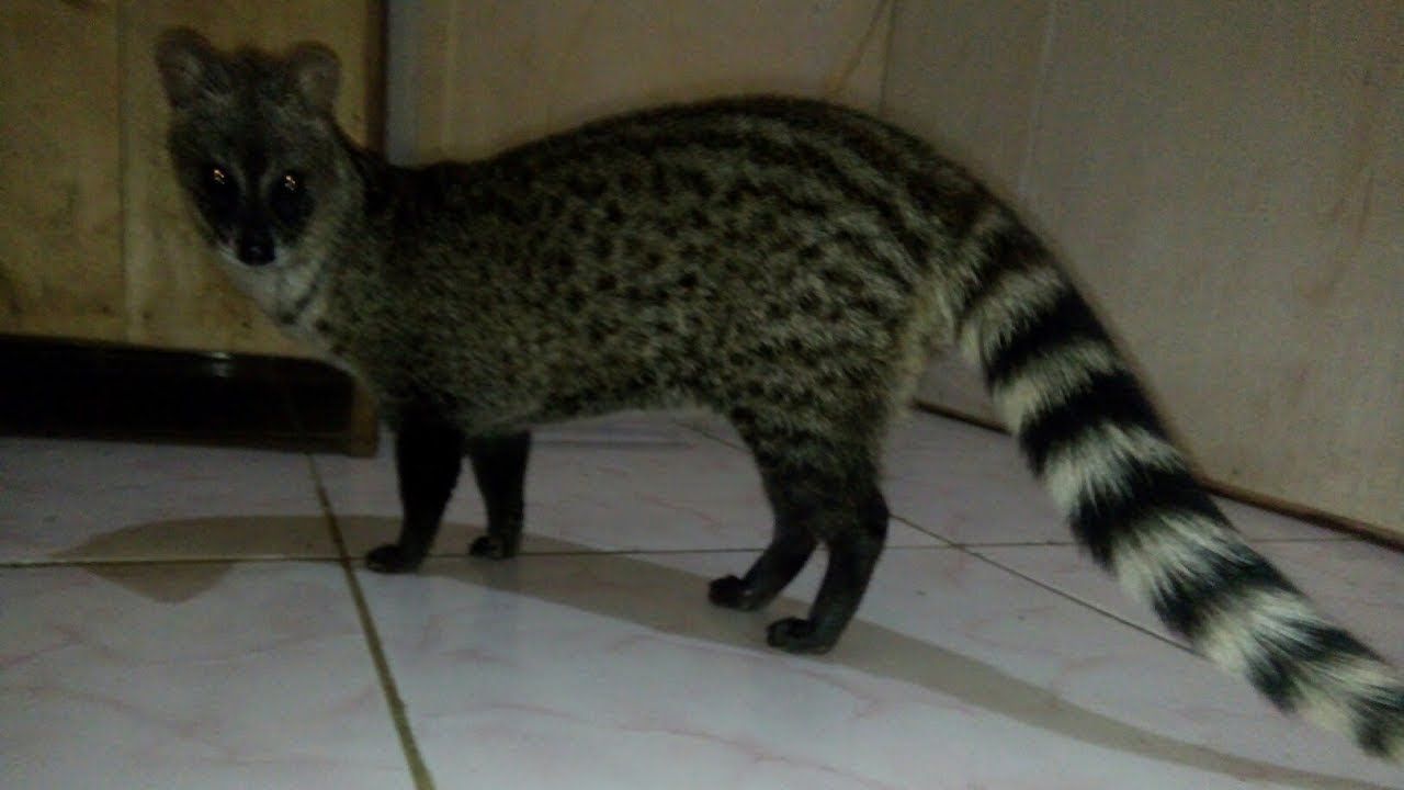 Detail Gambar Musang Rase Nomer 15