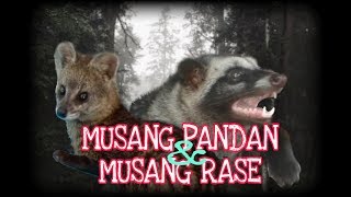 Detail Gambar Musang Rase Nomer 34