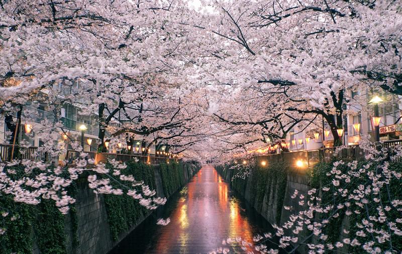 Detail Gambar Musim Bunga Di Jepun Nomer 11