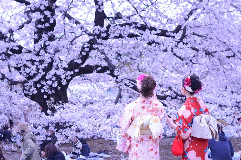 Detail Gambar Musim Bunga Di Jepun Nomer 10