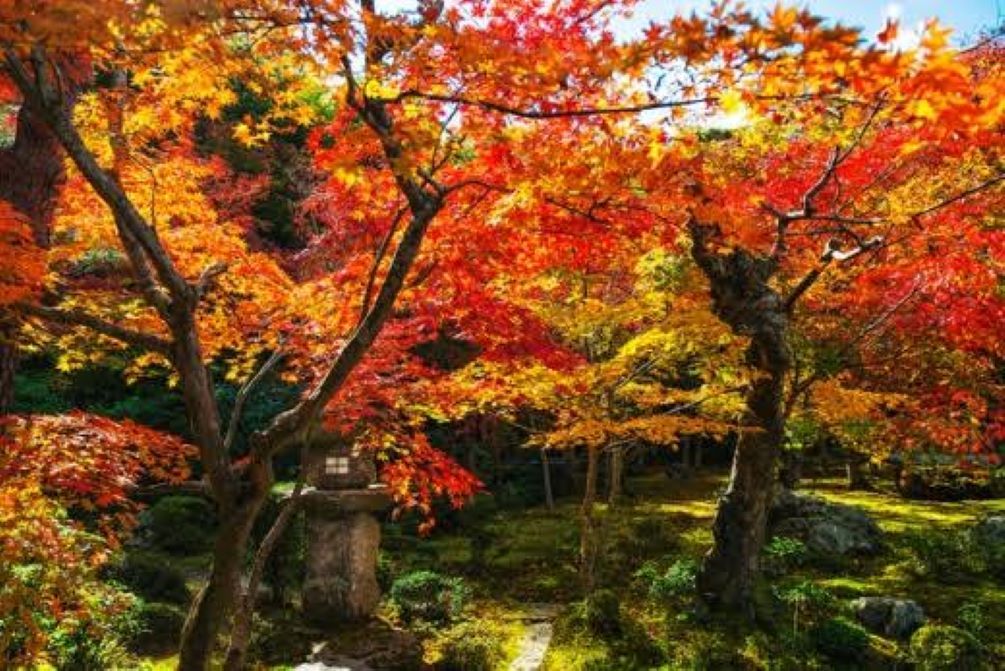 Detail Gambar Musim Gugur Di Jepang Nomer 26