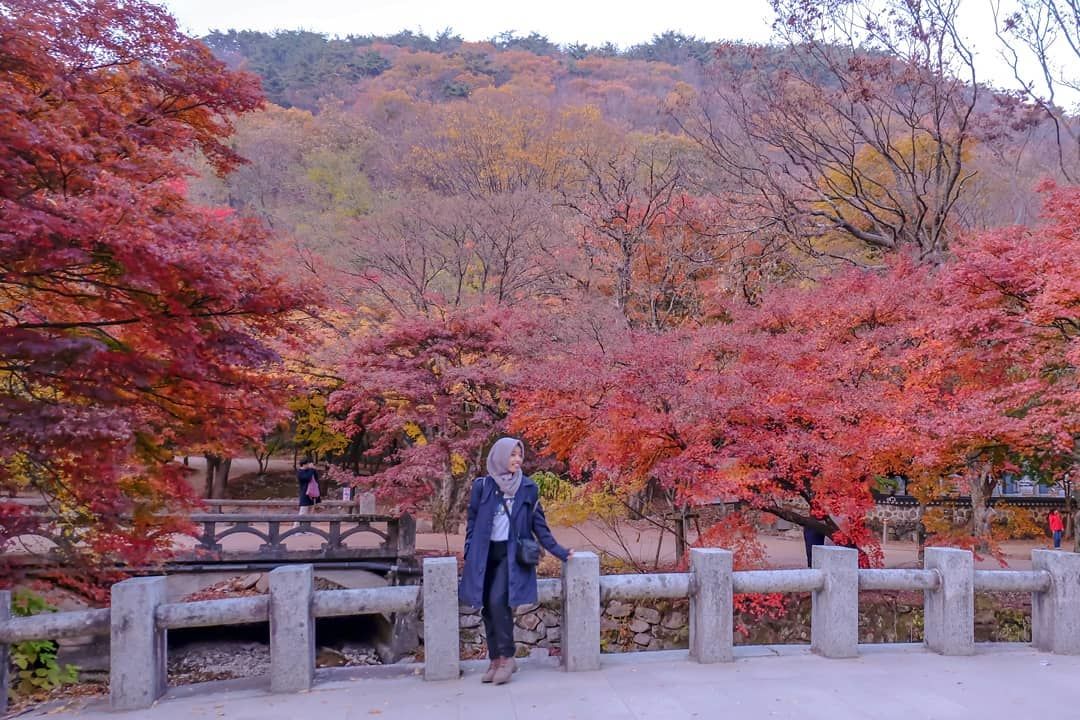 Detail Gambar Musim Gugur Di Korea Nomer 12