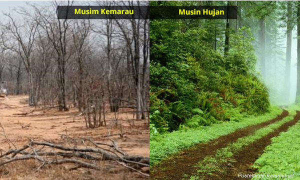 Gambar Musim Hujan Dan Kemarau - KibrisPDR