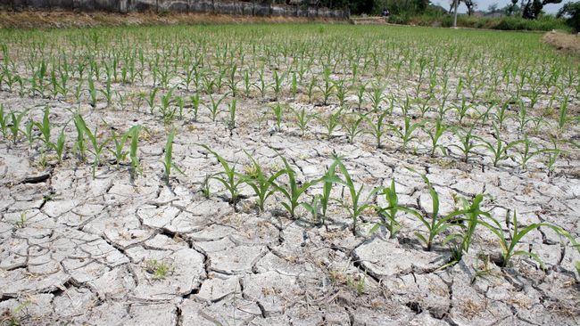 Detail Gambar Musim Hujan Dan Kemarau Nomer 20