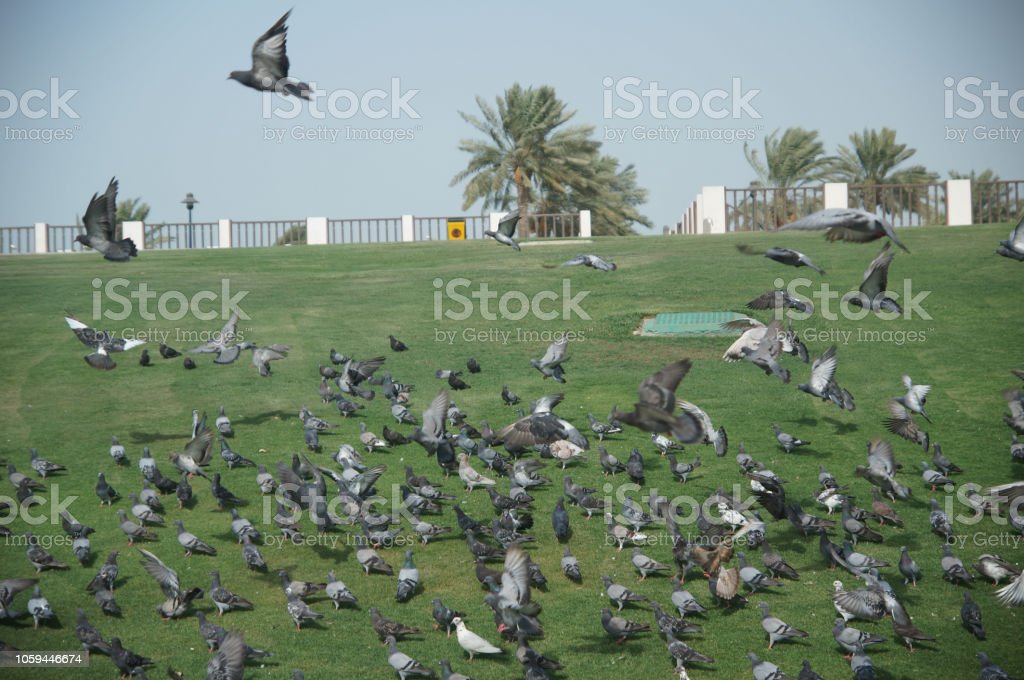 Detail Gambar Musim Panas Di Qatar Nomer 16