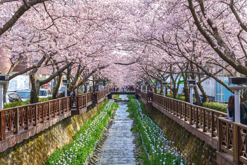 Detail Gambar Musim Sakura Nomer 32