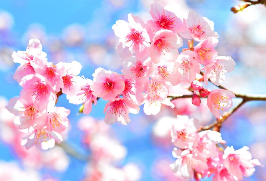 Detail Gambar Musim Sakura Nomer 43
