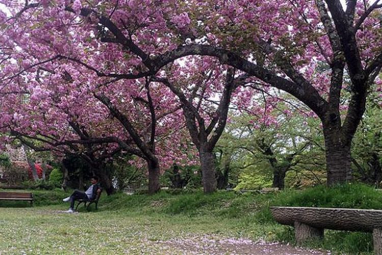 Detail Gambar Musim Sakura Nomer 56