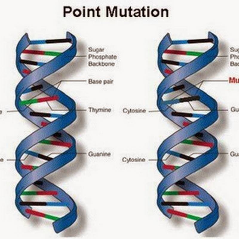 Detail Gambar Mutasi Gen Nomer 12