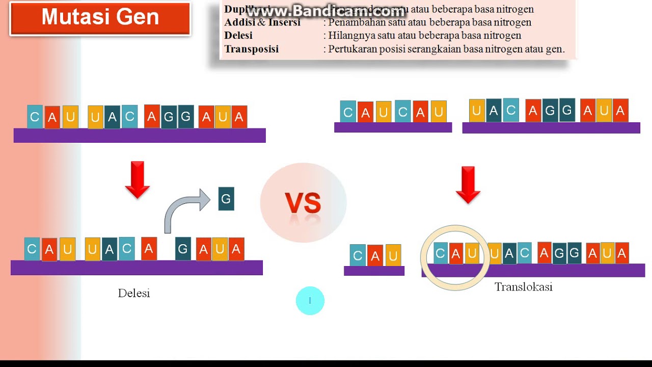 Detail Gambar Mutasi Gen Nomer 37