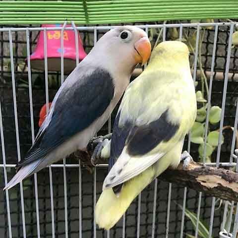 Gambar Mutasi Love Bird - KibrisPDR