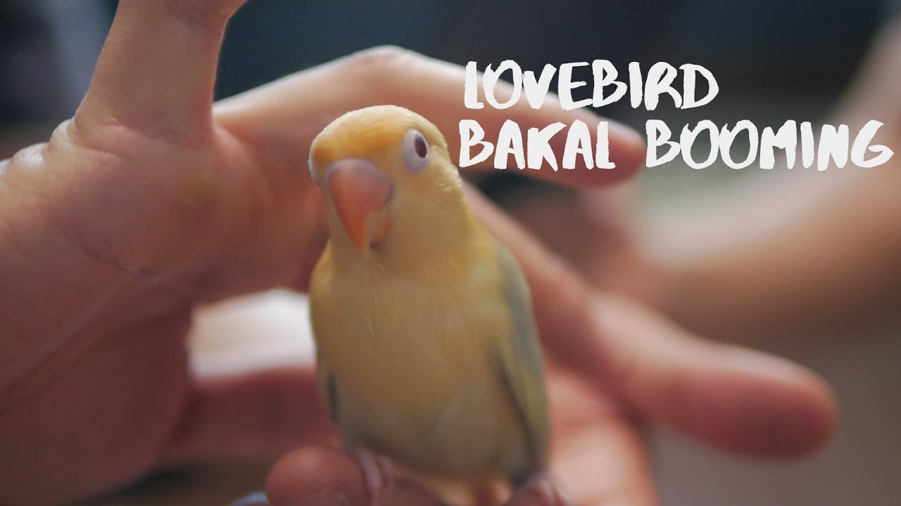 Detail Gambar Mutasi Love Bird Nomer 12