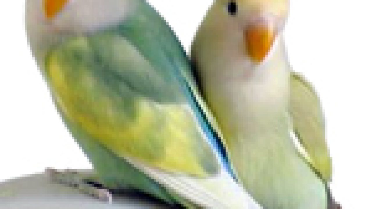 Detail Gambar Mutasi Love Bird Nomer 18