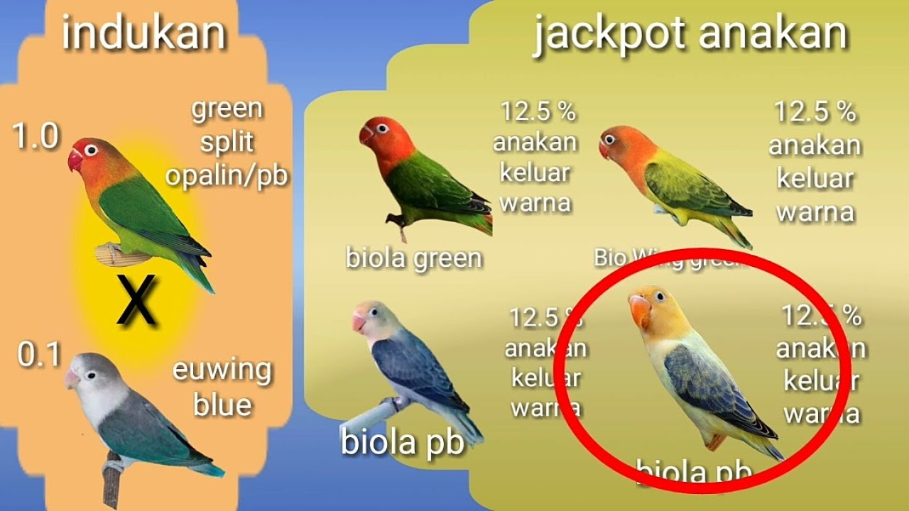 Detail Gambar Mutasi Love Bird Nomer 21