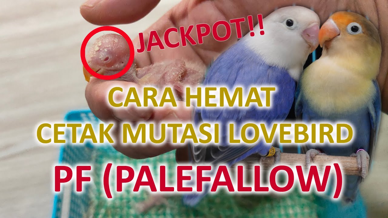 Detail Gambar Mutasi Love Bird Nomer 29