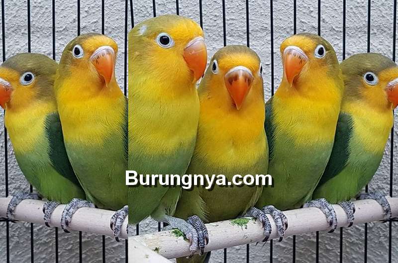 Detail Gambar Mutasi Love Bird Nomer 6