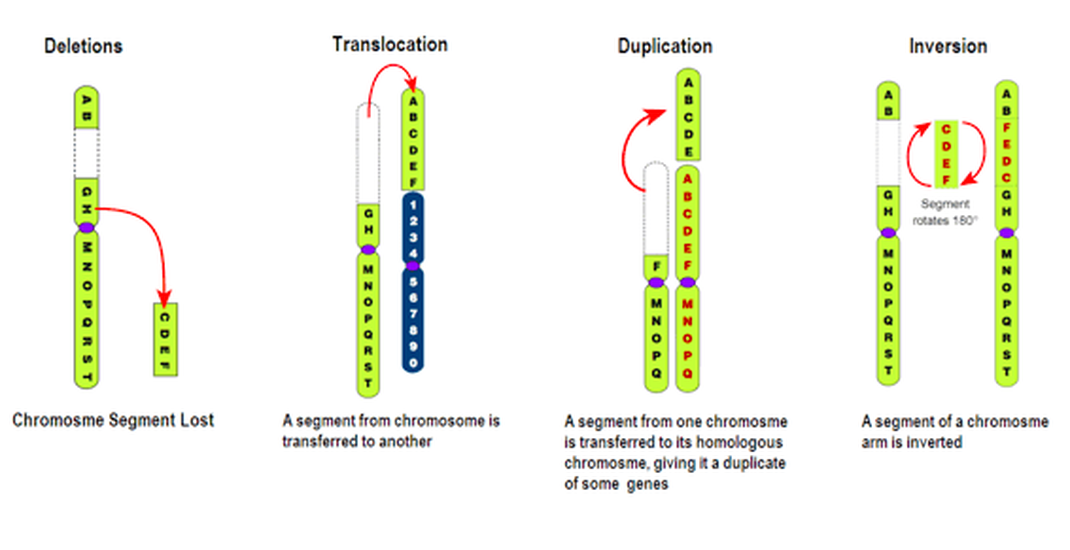 Detail Gambar Mutasi Translokasi Nomer 3