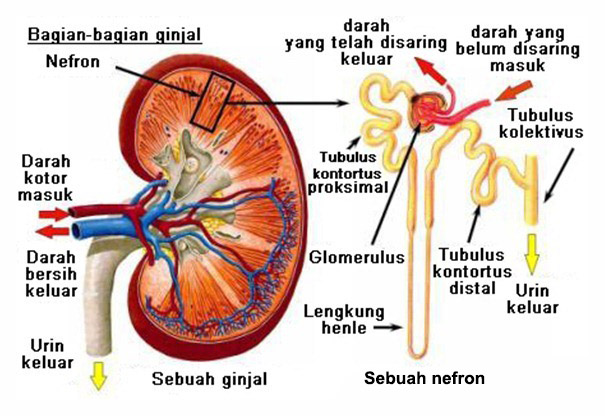 Detail Gambar Nefron Dan Bagian Bagiannya Nomer 2