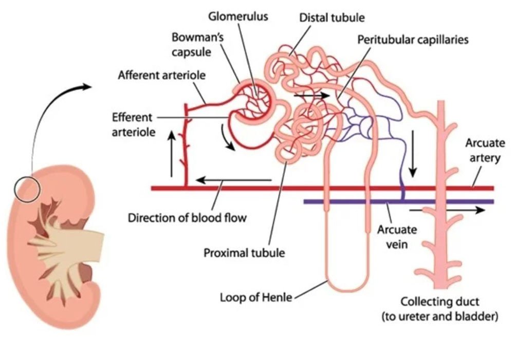 Detail Gambar Nefron Ginjal Nomer 52