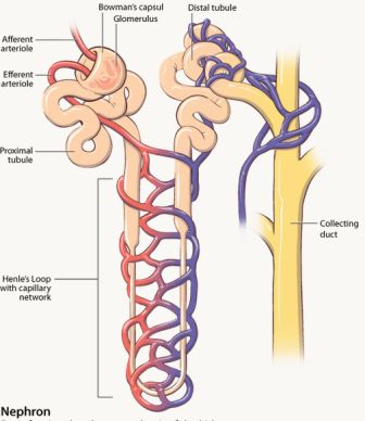 Detail Gambar Nefron Pada Ginjal Nomer 13