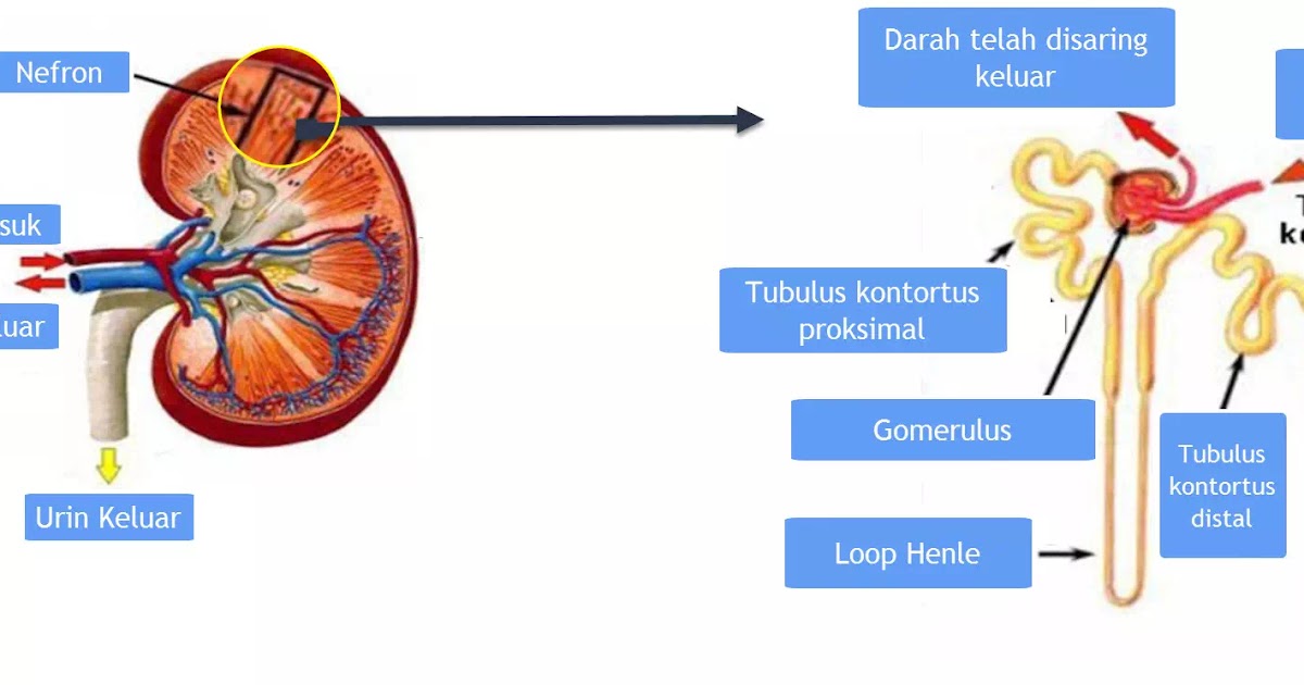 Detail Gambar Nefron Pada Ginjal Nomer 3