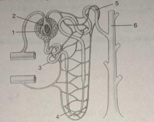 Detail Gambar Nefron Pada Ginjal Nomer 20