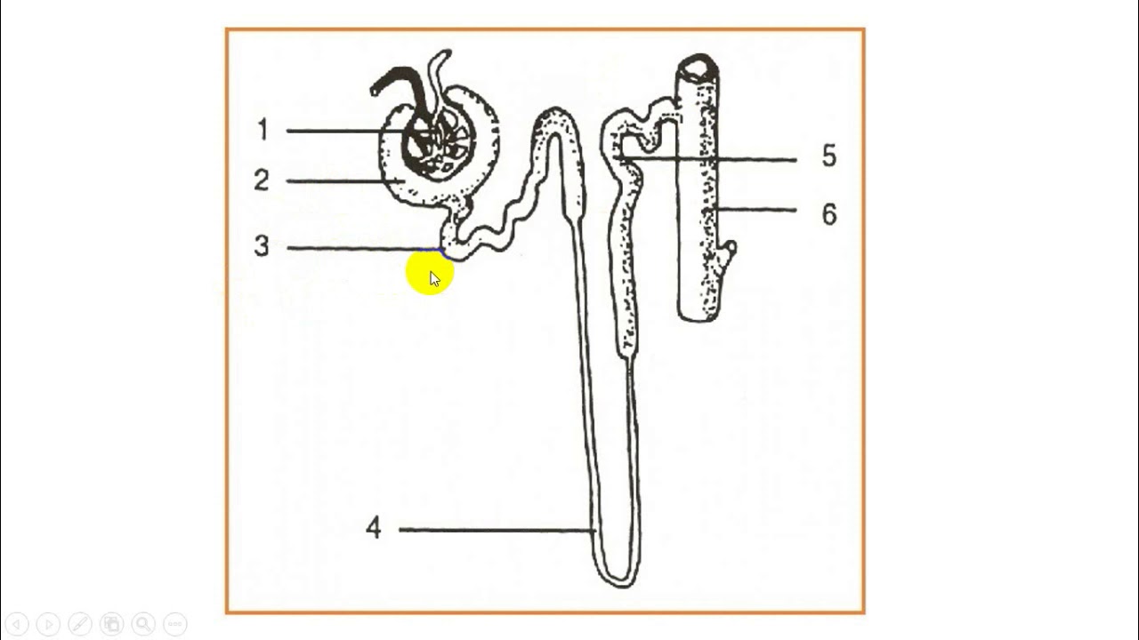 Detail Gambar Nefron Pada Ginjal Nomer 22