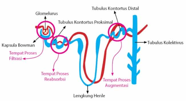 Detail Gambar Nefron Pada Ginjal Nomer 24