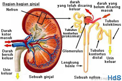 Detail Gambar Nefron Pada Ginjal Nomer 4