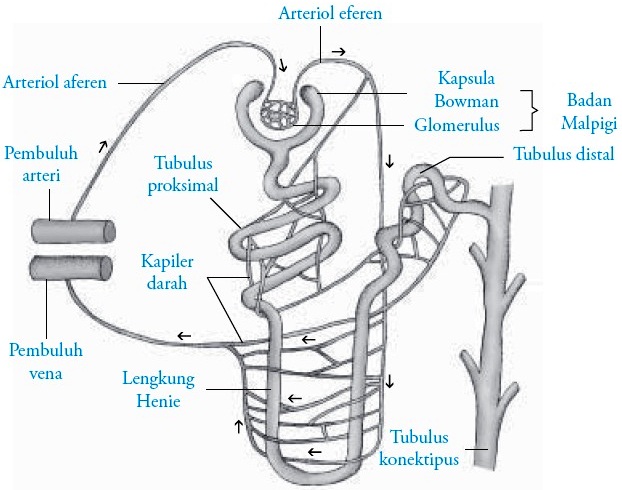 Detail Gambar Nefron Pada Ginjal Nomer 33