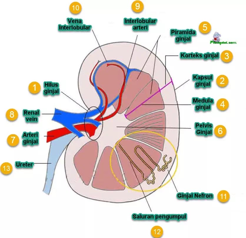Detail Gambar Nefron Pada Ginjal Nomer 36