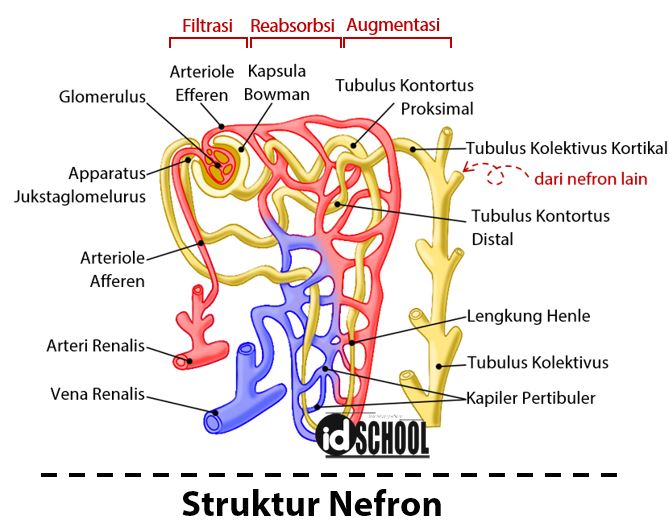 Detail Gambar Nefron Pada Ginjal Nomer 5