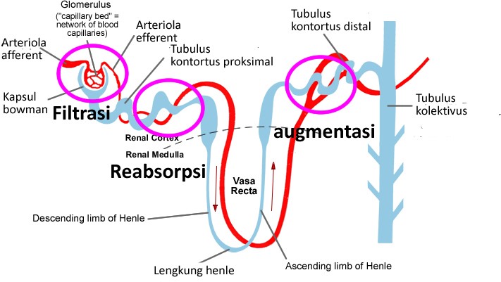 Detail Gambar Nefron Pada Ginjal Nomer 41