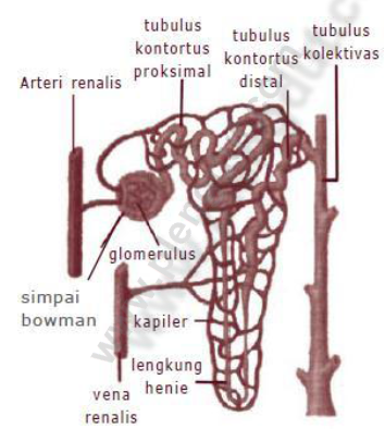 Detail Gambar Nefron Pada Ginjal Nomer 42