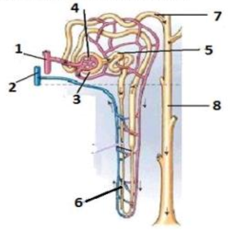 Detail Gambar Nefron Pada Ginjal Nomer 44