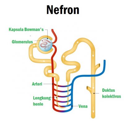 Detail Gambar Nefron Pada Ginjal Nomer 45