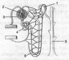 Detail Gambar Nefron Pada Ginjal Nomer 48