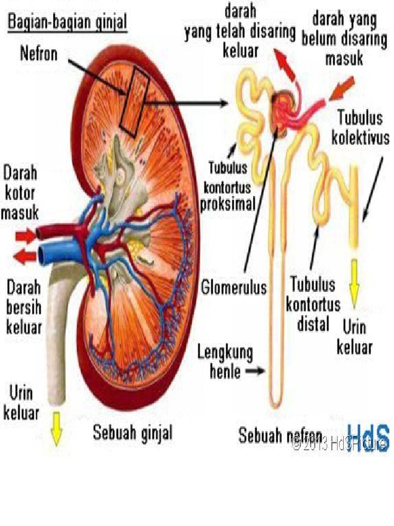 Detail Gambar Nefron Pada Ginjal Nomer 51