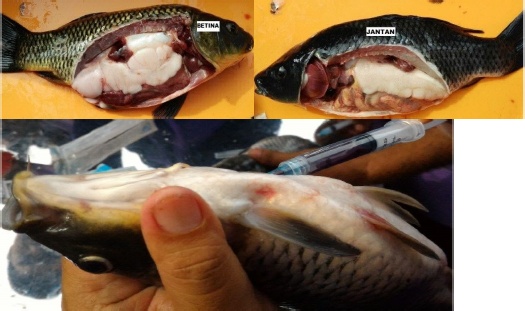 Detail Gambar Nekropsi Ikan Nomer 4