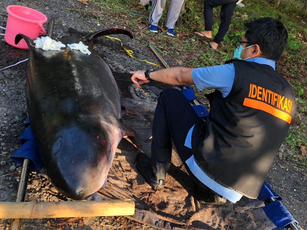 Detail Gambar Nekropsi Ikan Nomer 33