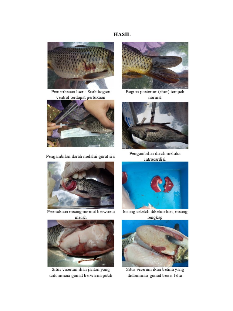Detail Gambar Nekropsi Ikan Nomer 8
