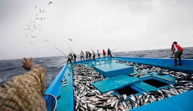 Detail Gambar Nelayan Menangkap Ikan Di Laut Nomer 20