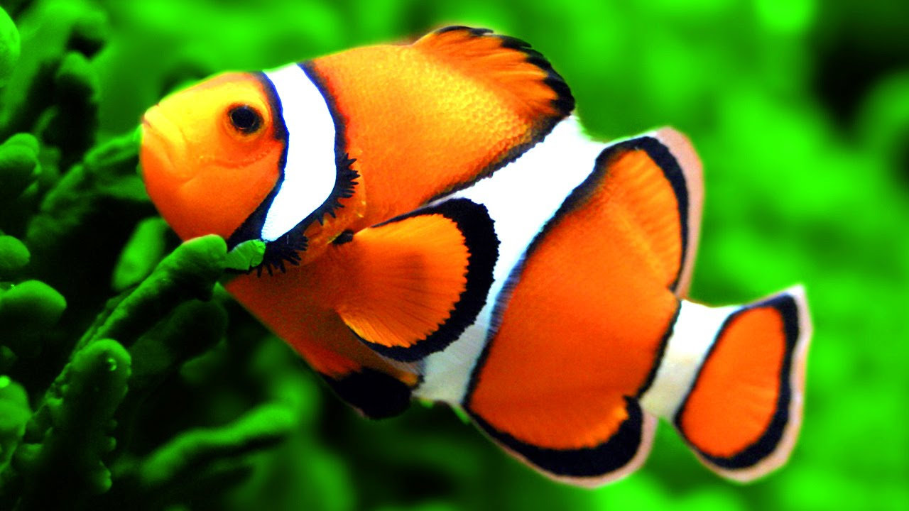 Detail Gambar Nemo Ikan Nomer 16